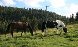 horseback-riding