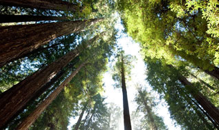 Armstrong Redwoods State National Reserve