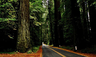 Avenue of the Giants