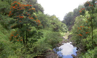Hana Highway