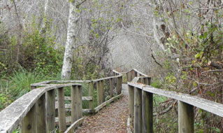 Mackerricher State Park
