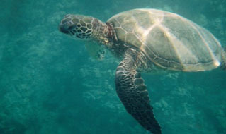 Snorkeling and Scuba Diving