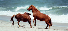 Feral Horses Gambol On Assateague Island, Maryland