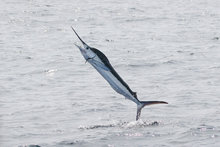 White Marlin Open